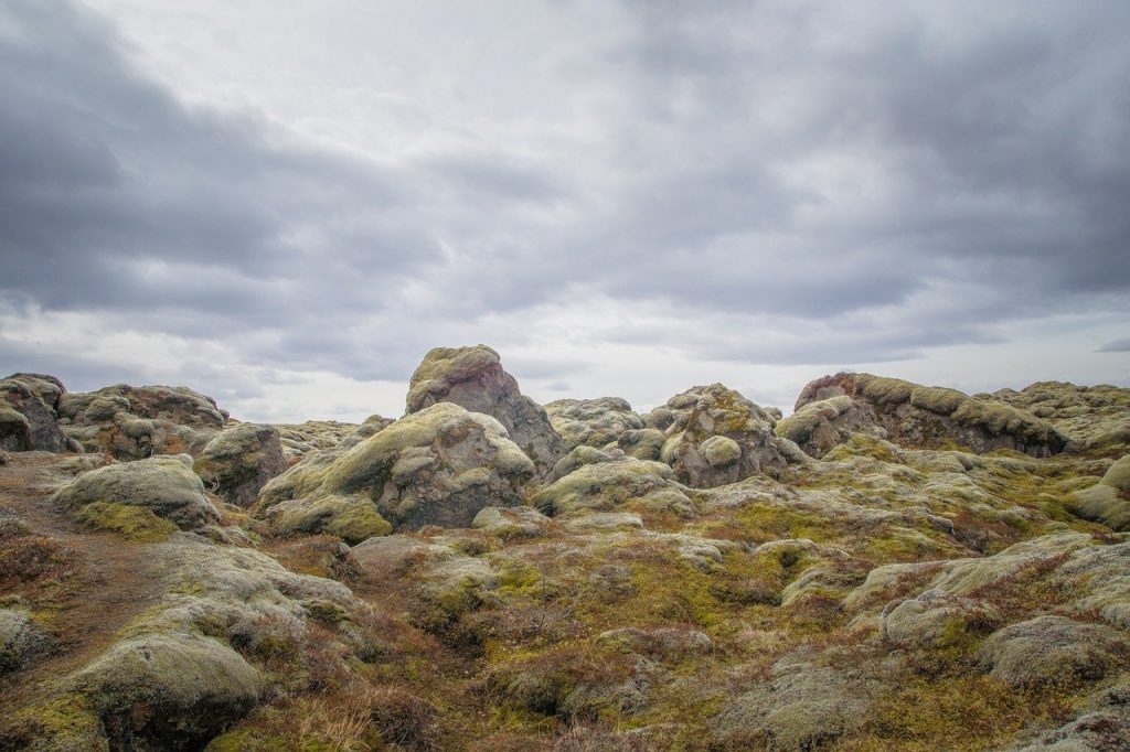 moss, rock, iceland